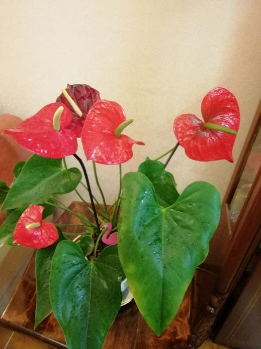 Антуриум подарочный