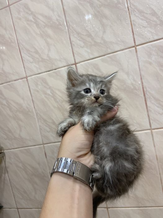 кошеня в добрі руки