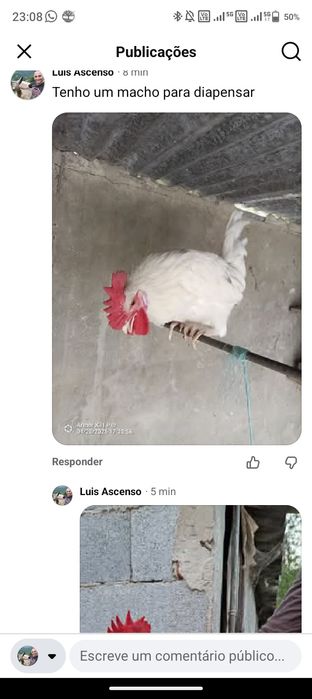 Galos de excelentes raças