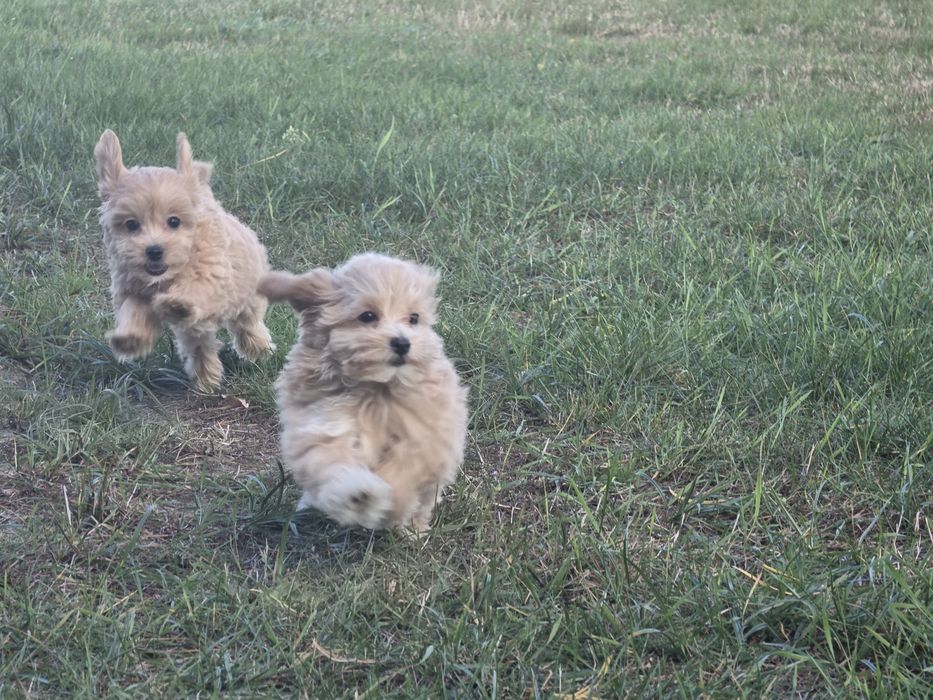 Maltipoo szczenię    z metryką