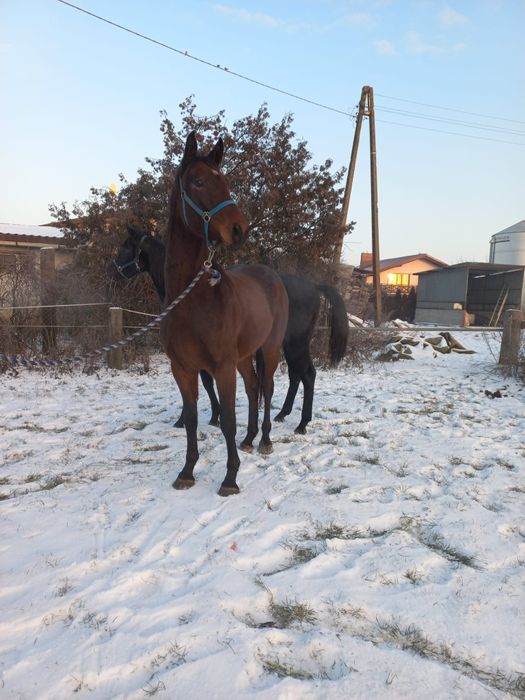 Wałach Cedrus, Chmurka/ Quite Easy II