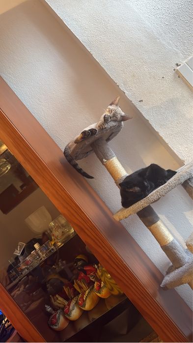 Gata siamesa silver point para adoção