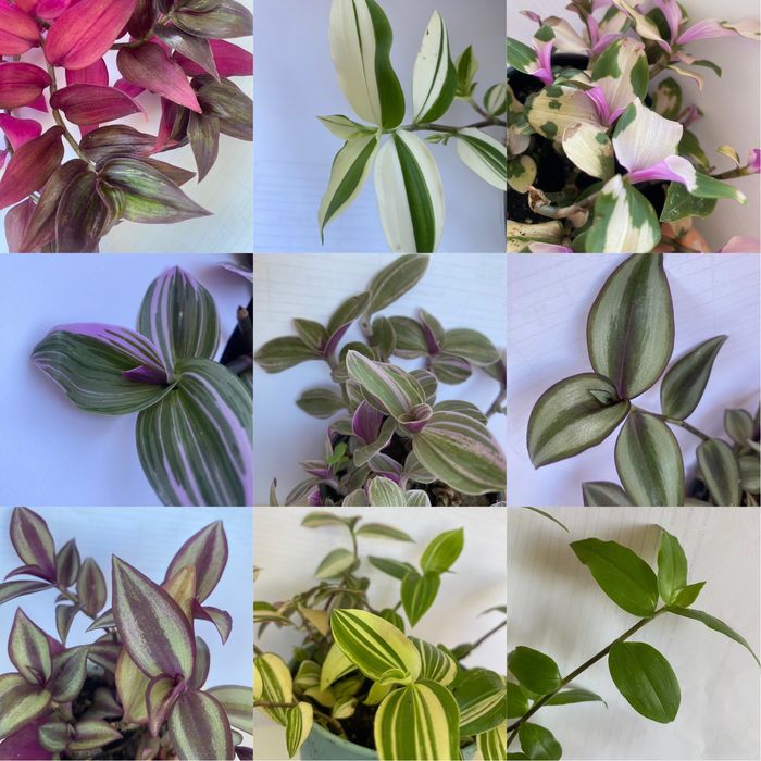 Традесканція 10 сортів традесканция