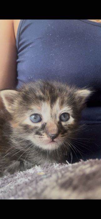 Gatinho para doar