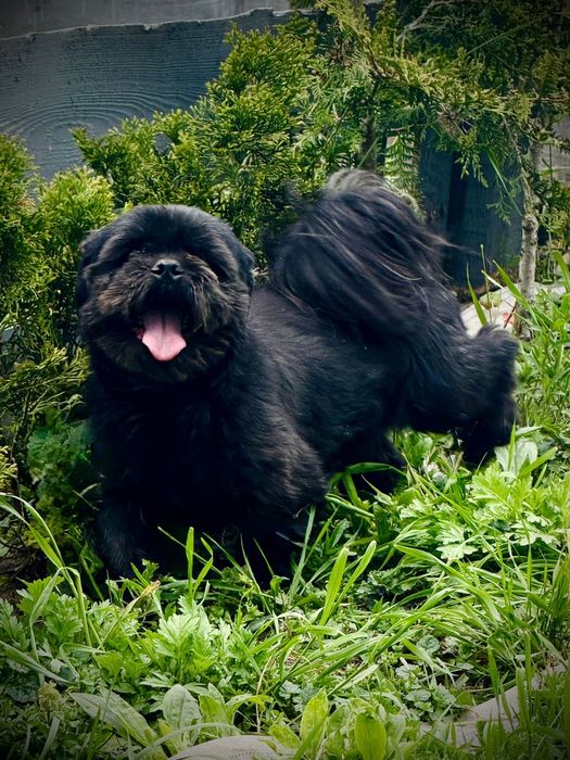 Piękne szczenięta shih tzu zapowiedź miotu