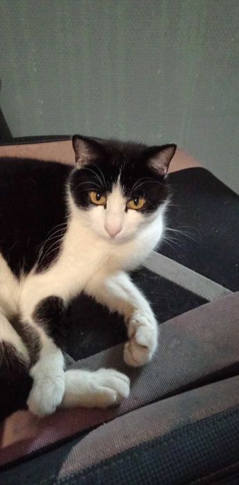 Zginęła kotka w Legnicy w okolicach Podchorążych