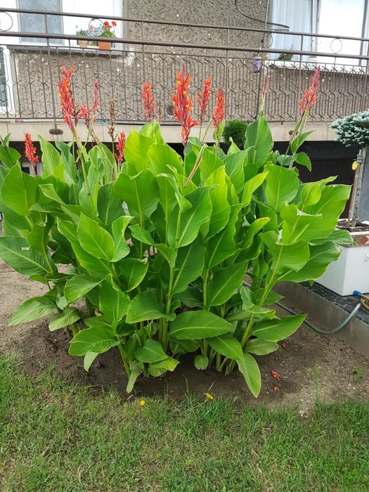 Paciorecznik ogrodowy, kanna, kanna ogrodowa, kłącza