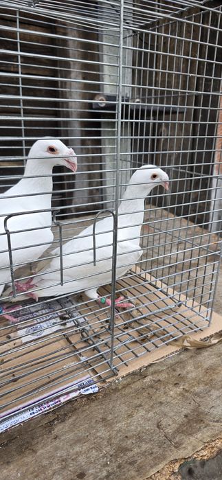 Gołębie rzeszowskie