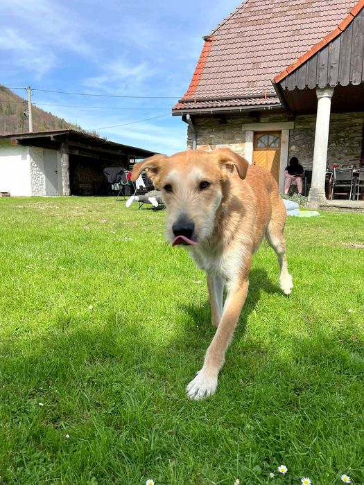 Energiczny Perez szuka odpowiedzialnego domu