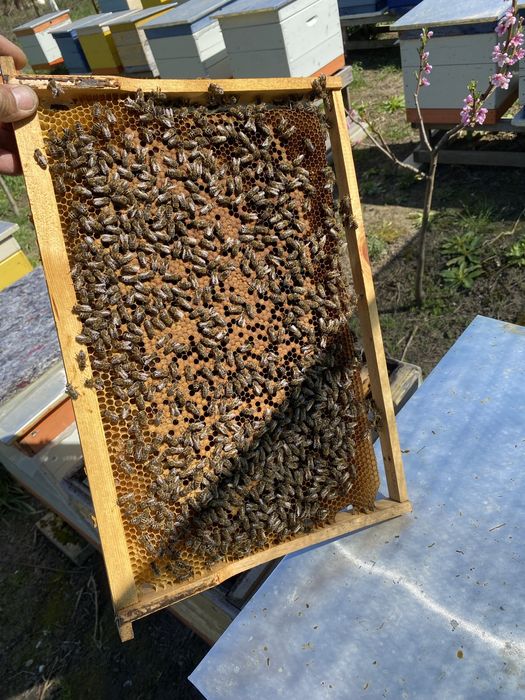 Продам бджолопакети Карніка