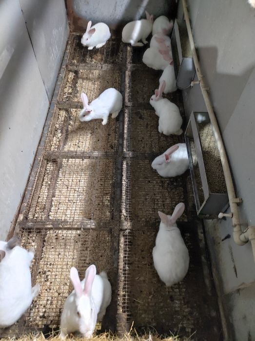 Термонська біла,Панон,Полтавське срібло