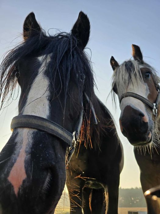 Malowany ogierek gypsy cob