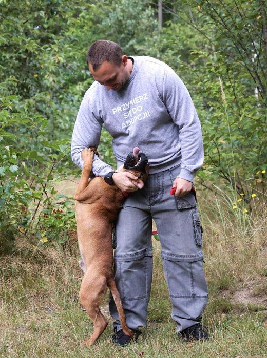 Szczeniak Lui na tropie domu