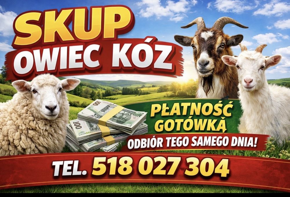 Owce miesne sullfok kozy Jagniaki Kameruny Transport