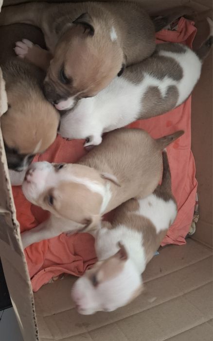 Цуценята Амстафф