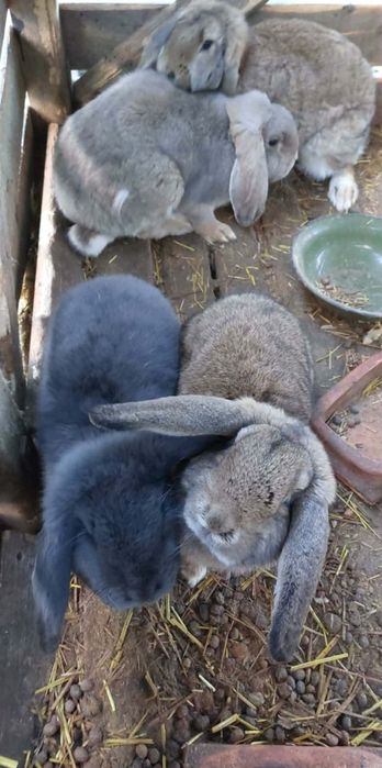 Królik baran francuski