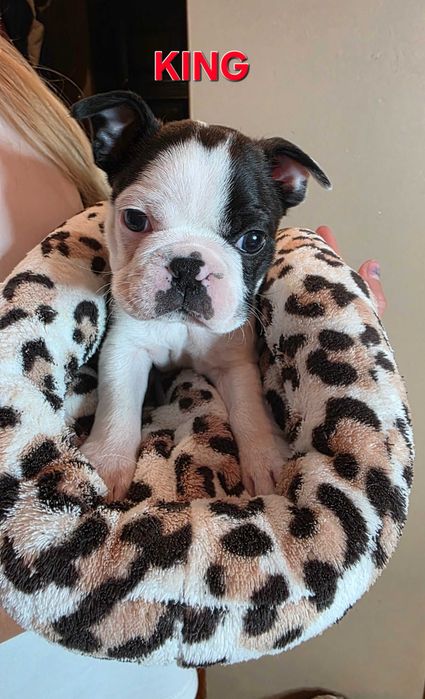 Boston terrier z rodowodem