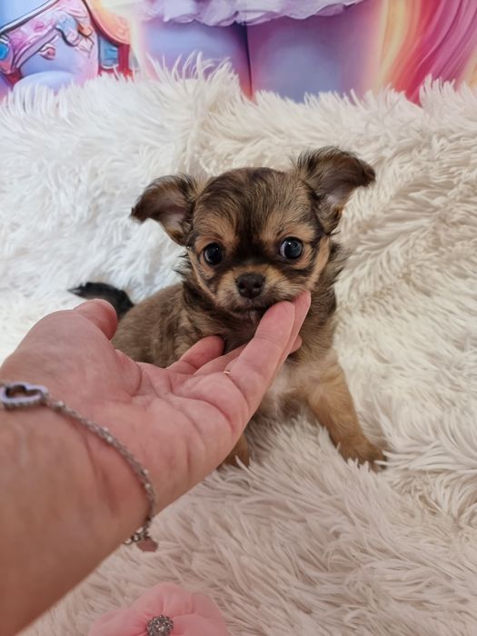 chihuahua Fêmea miniatura pêlo comprido c Pedigree e afixo