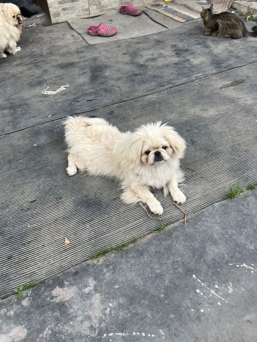 Хлопчик пекінесик