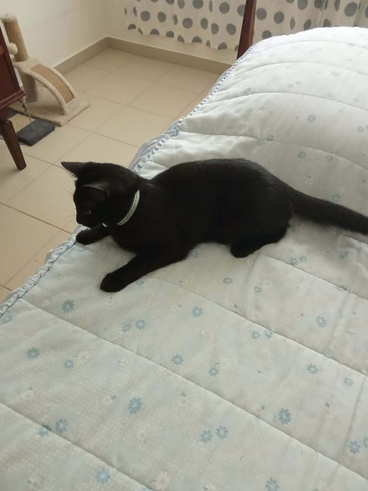 Gata com 5 meses