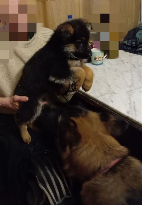 Щенки нем овчарки