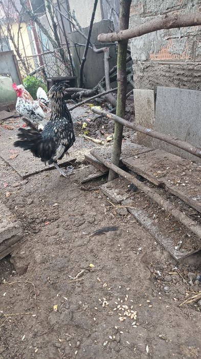 Продам півники подуана