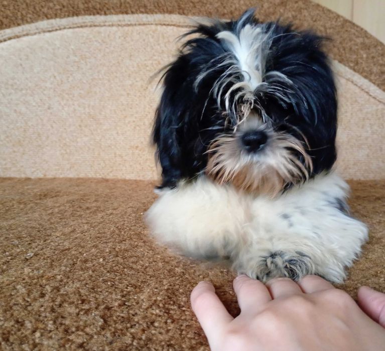 Дівчинка ші-тцу 4 міс