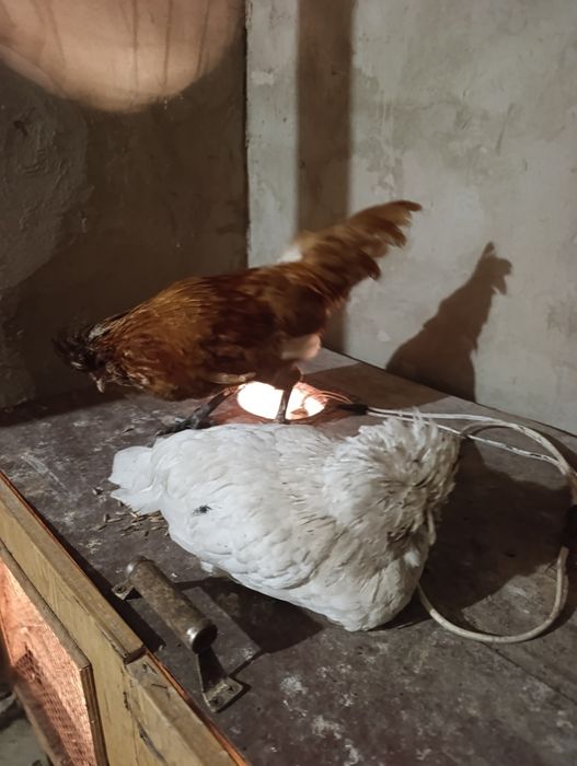 Кури породи Падуан