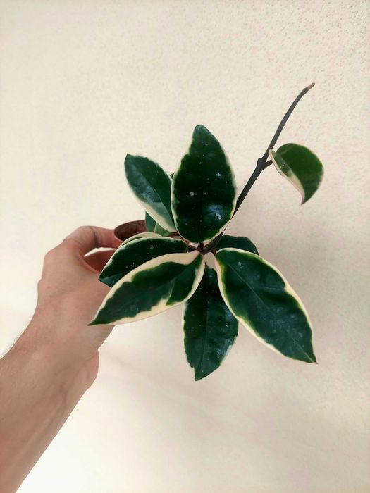 Planta Krimson Queen