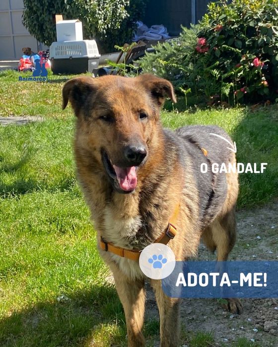 Gandalf - cao jovem de porte grande