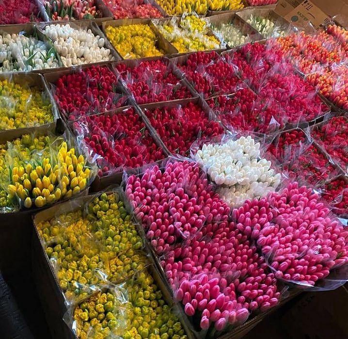 Тюльпани опт- роздріб  букети з доставкою по всій Україні