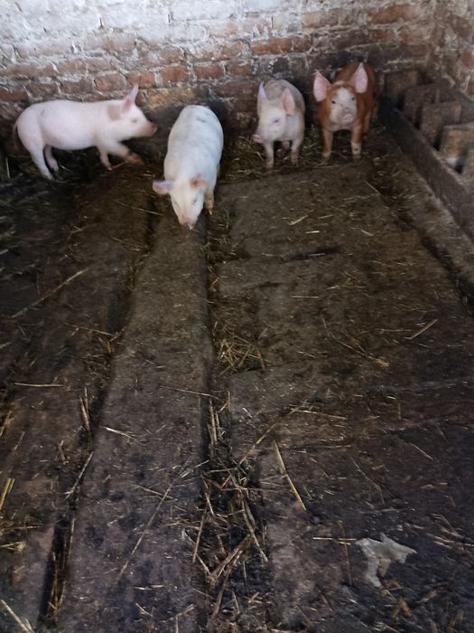 Продам поросят велика біла дюрок.