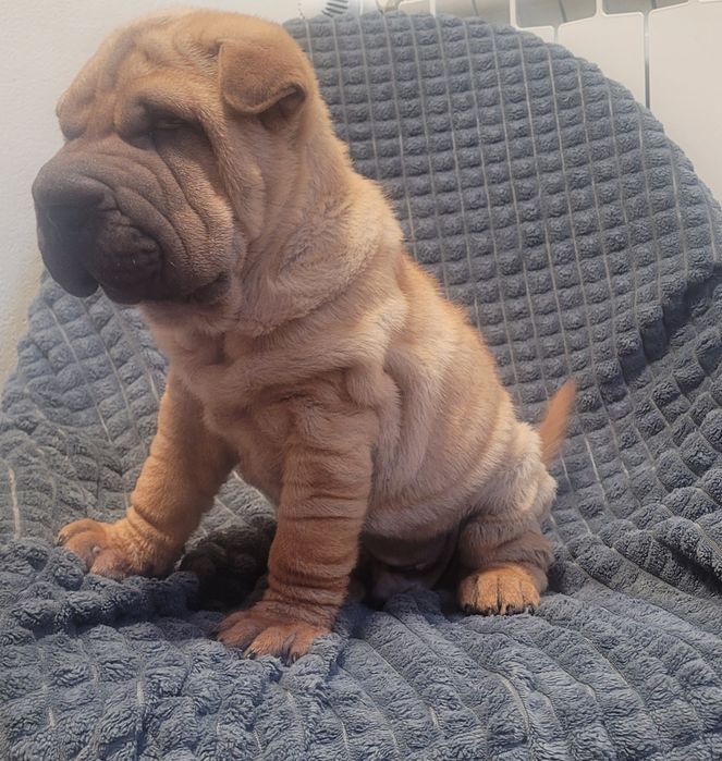 Sharpei macho 2 meses