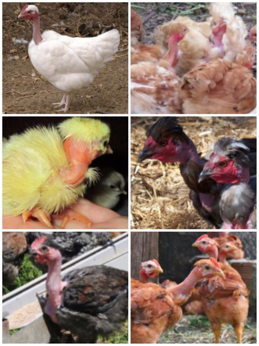 Яйцо инкубационное мясо-яичные породы