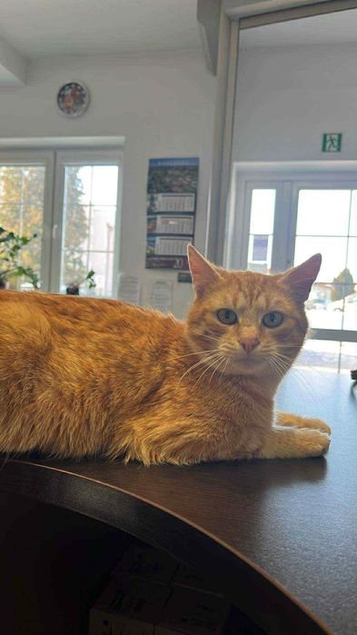 Dwa tulaśne kotki szukają domu