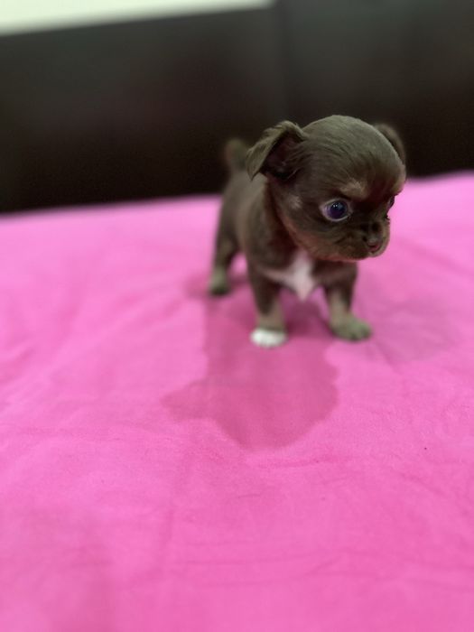 Macho chihuahua mini