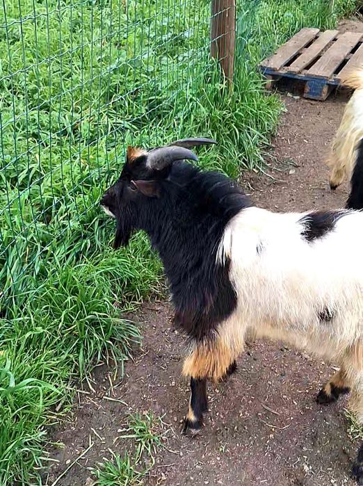 Çabritos machos novos