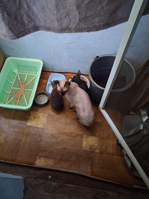 Котята сфінкс брашики