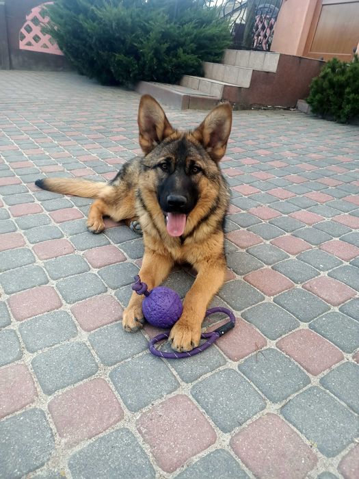 Suczka-Krótkowłosa