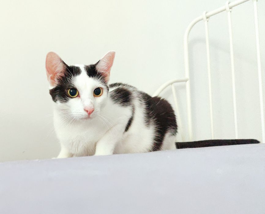 Kot do adopcji - MAKAIA, 1 rok