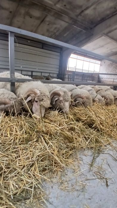 Реалізовуємо баранів