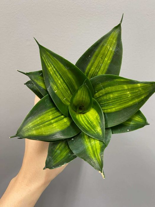Sansevieria trifasciata 'Hahnii' Jade