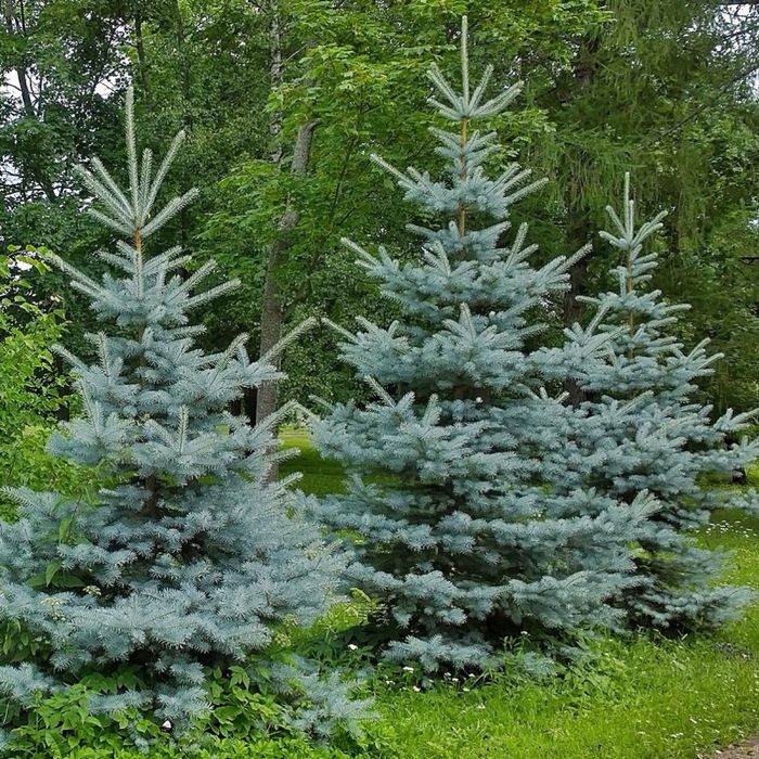 Świerk srebrny zielony choinka choinki