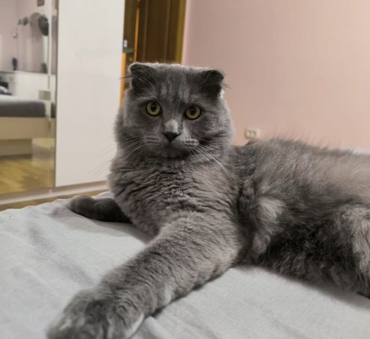 Принц шукає принцесу