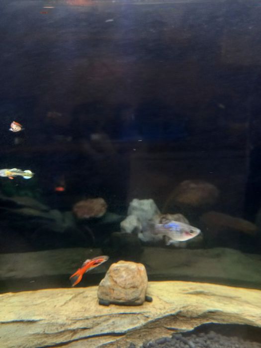 Peixes Guppys Endler