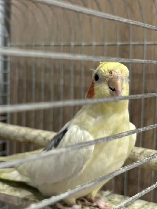 Oddam papużke Nimfe