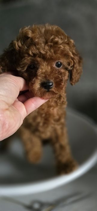 Pudel toy 100% / dziewczynka