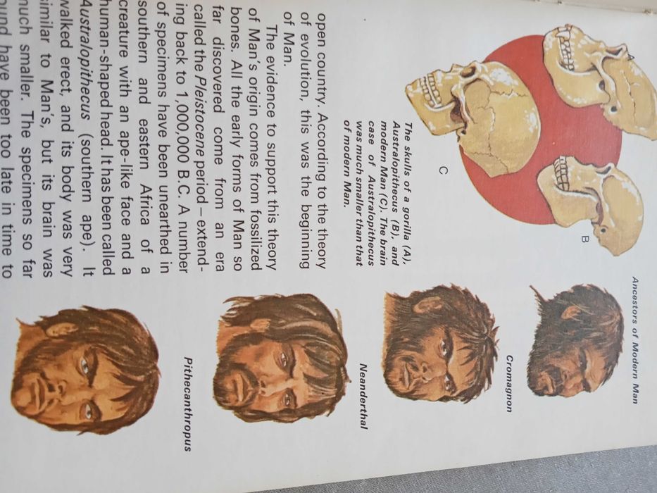 The Human Body, MacDonald Junior Reference Liberty, 1968