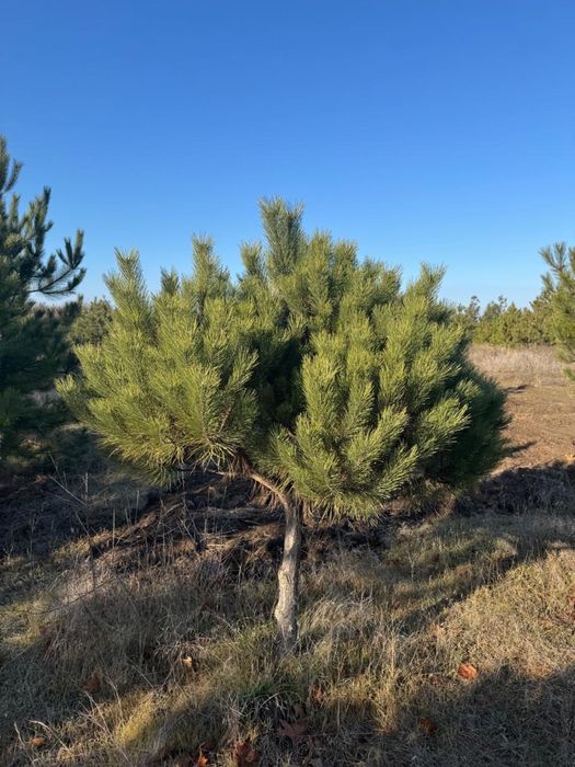 Сосна кримська з комом , озеленення території