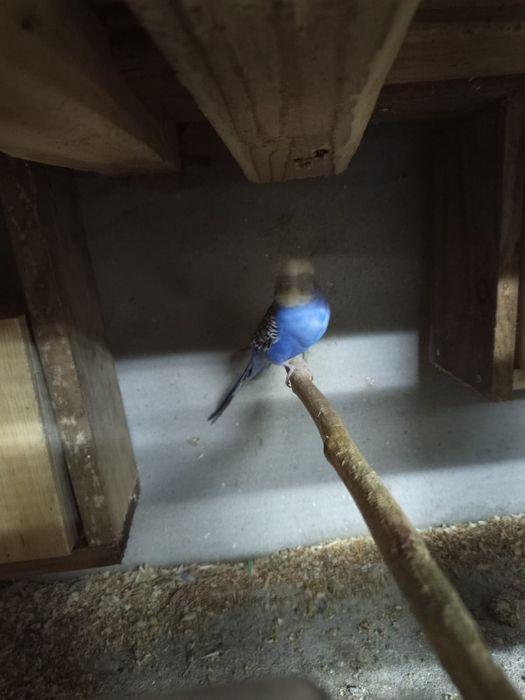 Periquitos várias mutações